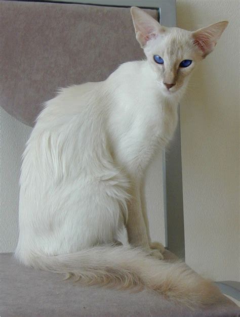 Should i get a cat? 17 Best images about Balinese cats like our Honey on ...