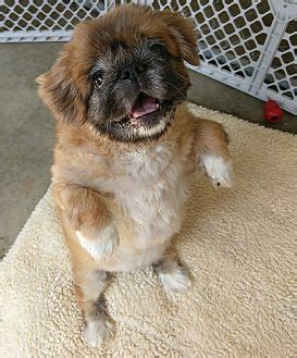 Visit your local greensboro petsmart store for essential pet supplies like food, treats and more from top brands. Pictures of Princess a Pekingese for adoption in ...