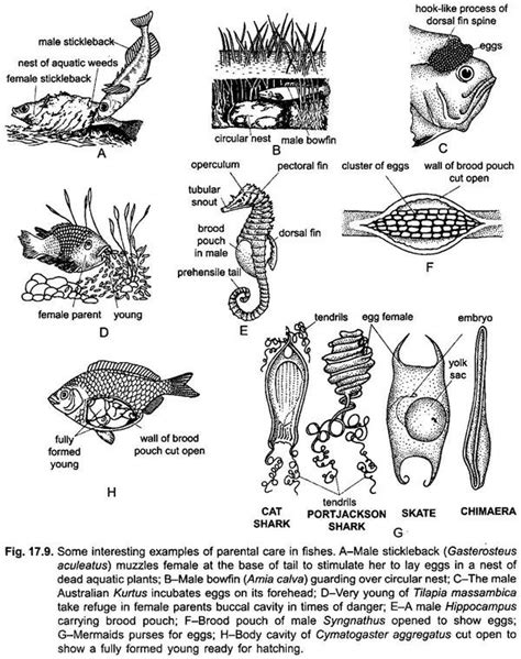 Parental Care In Fishes With Diagram Vertebrates Chordata Zoology