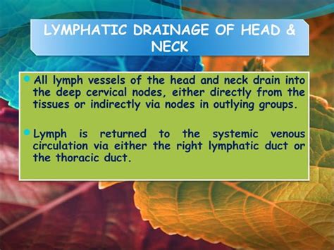 Lymphatic Drainage Of Head And Neck Drayesha