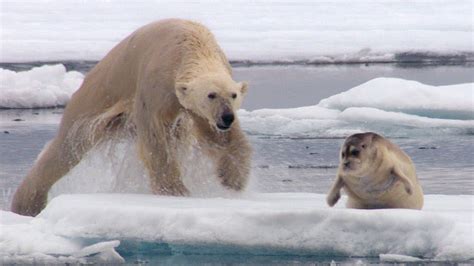 Actualizar 90 Images Oso Polar Ataca A Perro Viaterramx