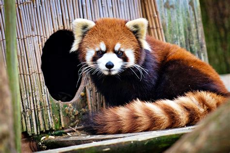Red Panda Escapes From Columbus Zoo Update Scioto County Daily News