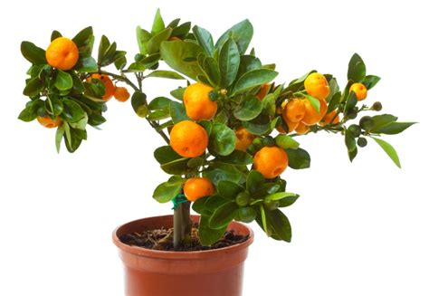 Pin By Jack Dowell On Plants Citrus Tree Indoor Citrus Trees Potted