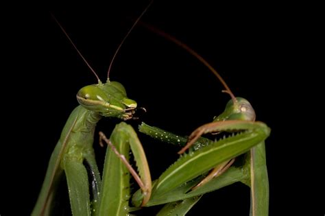 Why Do Female Praying Mantis Eat Males After Sex Scientists Uncover