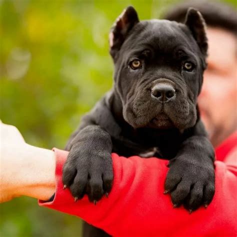 Sacci, ccaa, & iccf member. Cane Corso puppy: 7 tips to Educate it - Cane Corso Dog