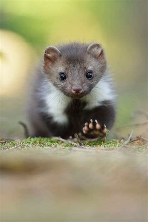 17 Best Images About Mustelidae Marterachtigen Marters On Pinterest