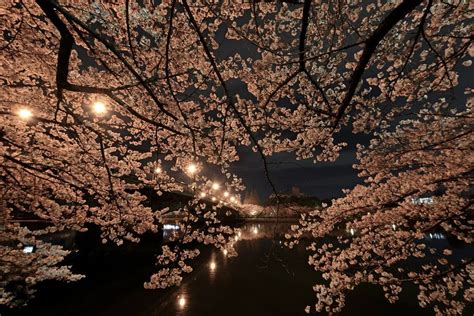 Yozakura The Night Sakura In Japan Kyuhoshi