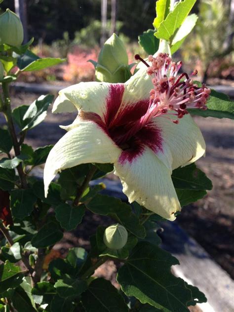 Best fertilizer for flowering plants australia. Best Fertilizer For Australian Native Plants | Cromalinsupport