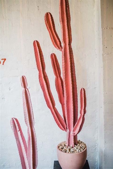 25 Best Cactus Aesthetic Ideas Decoratoo Plants Cactus House Plants