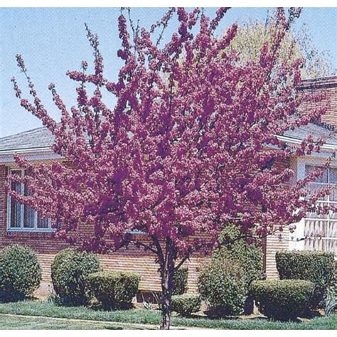 955 Gallon Robinson Crabapple Flowering Tree L1082 At