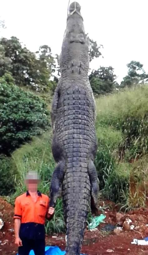 Hunt For Poacher Who Shot Dead 14ft Endangered Crocodile After Shocking