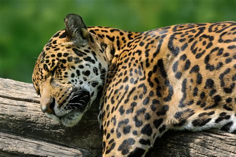 Jaguar Animal Facts