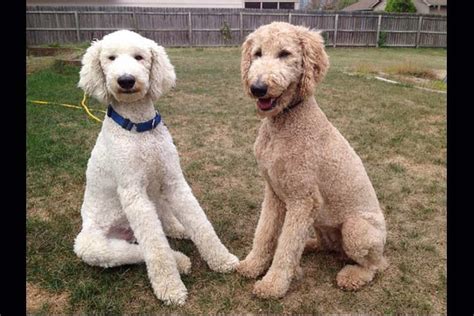Standard Poodle Without Haircut