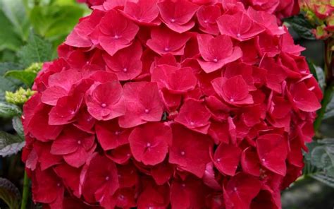 Buy Cardinal Red Hydrangea For Sale Online From Wilson Bros Gardens
