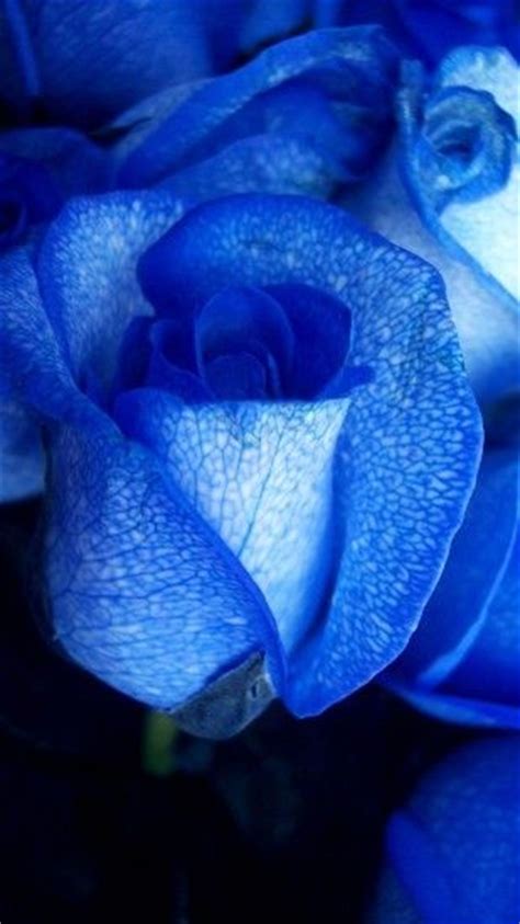 Blue Rose Wallpaper ·① Wallpapertag