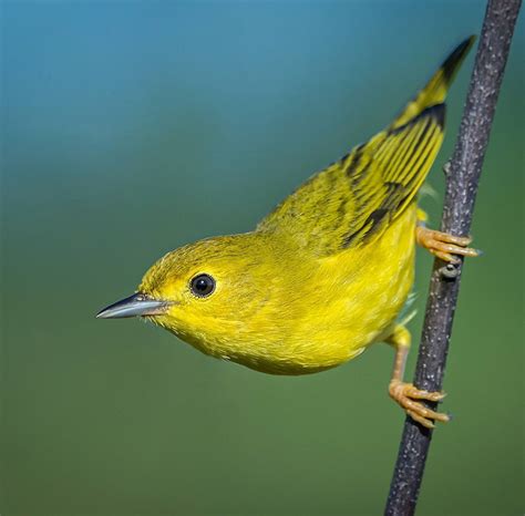 Migratory Birds Trinidad And Tobago Newsday