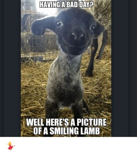 Having A Bad Day Well Heres A Picture Of A Smiling Lamb 💃 Bad Meme