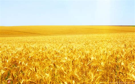 Wheat Field Wallpaper 1920x1200 57167 Baltana