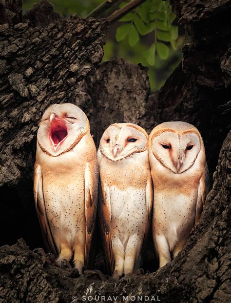 Big Yawn Owl Barn Owl Owl Bird