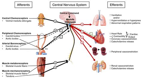 Autonomic Cardiovascular Reflex Control Of Hemodynamics During Exercise