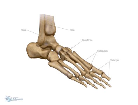 Foot Treatment Orthopaedic Adam Budgen