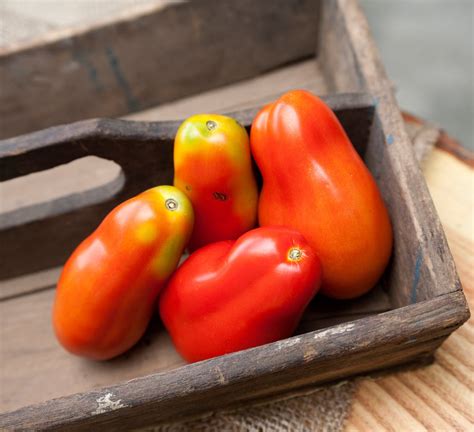 San Marzano Italian Heirloom Tomato Premium Seed Packet · Sherwoods