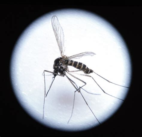 Close Up Of A Malaria Mosquito Anopheles Sp Photograph By Sheila