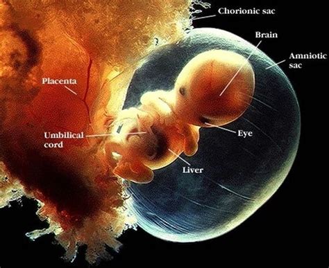 Amazing Fetal Development Photos Confirm Human Life Begins At