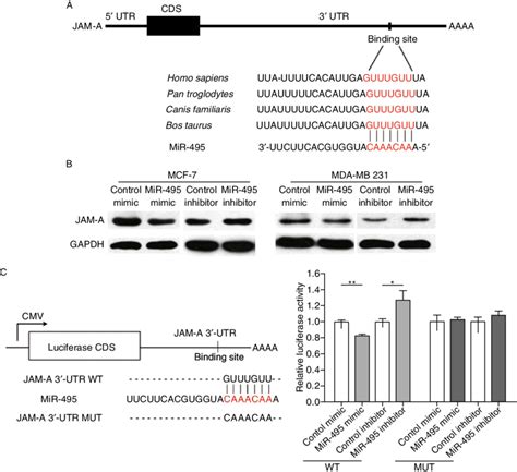 jam a is a target gene of mir 495 in breast cancer cells a schematic download scientific