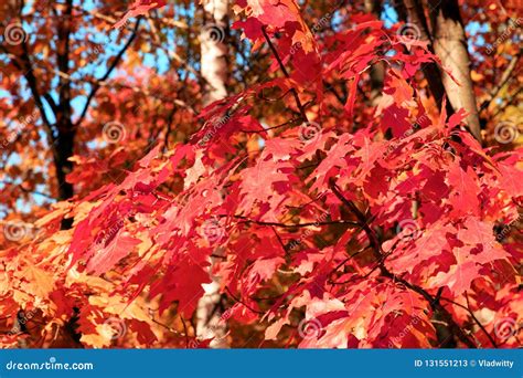 The Fall Foliage Of Red Maples Stock Image Image Of Maples Natural