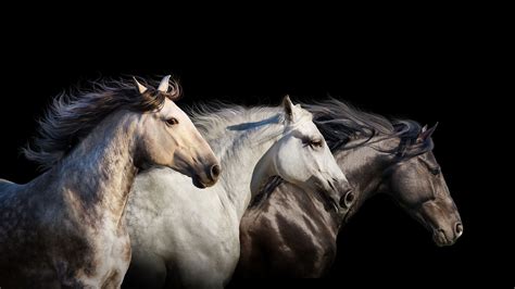 2560x1440 Cavalo Fundo Preto Três 3 Animais Обои с животными Лошади