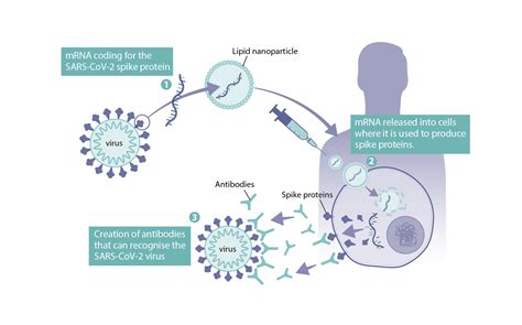 How Were Mrna Vaccines Developed For Covid Health Feedback