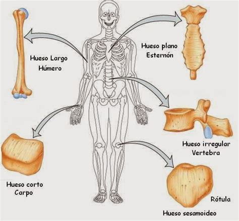 Huesos Clasificación De Los Huesos