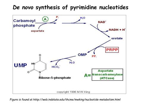 Ppt Metabolism Of Amino Acids Purine And Pyrimidine Bases Powerpoint