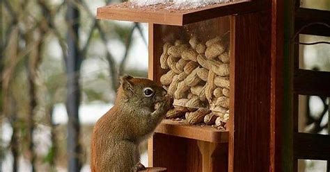 Squirrels Nut Bar Album On Imgur