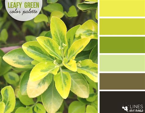 Leafy Green Color Palette Lines Across
