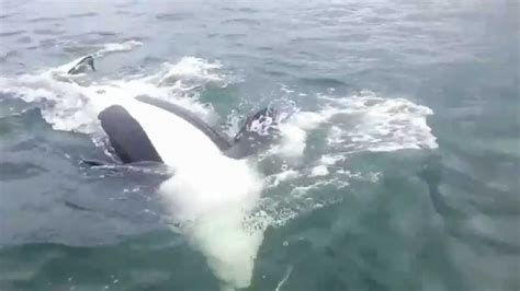 Killer Whales Homer Alaska Youtube