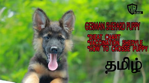 It is important to find out the appropriate feeding amount, frequency, and length for your german shepherd without leaving out one of them.that way, you can accurately find out the best way to feed your dog. german shepherd puppy food in tamil ,diet chart ...