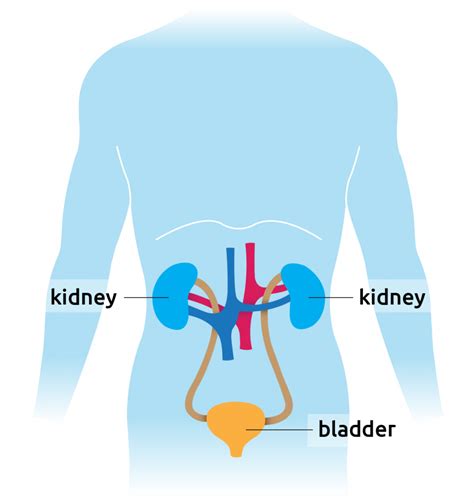 Diagram Diagram Of Bladder And Kidneys Mydiagramonline