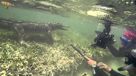 Mexico Expedition Teaser Snorkeling With The American Crocodile At