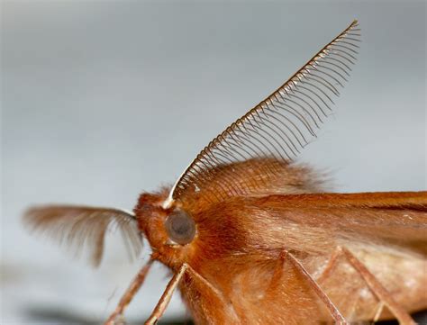 Doug Mackenzie Dodds Images The Wonderful World Of Moth Antennae