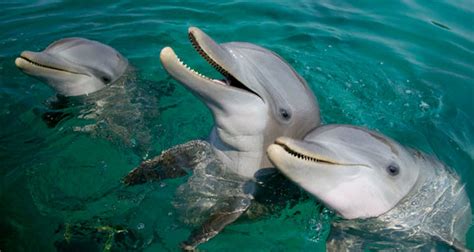 Perkembangbiakan hewan secara vegetatif, perkembangbiakan hewan, vegetative animal perkembangbiakan hewan secara vegetatif lengkap contoh dan gambar, reproduksi aseksual. 44+ Gambar Hewan Dan Tempat Hidupnya, Terpopuler!