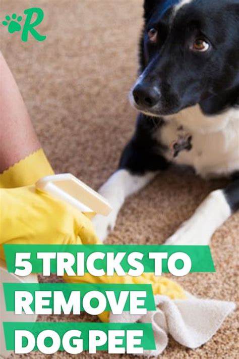 How To Get Rid Of Dog Smell In House Fast - 