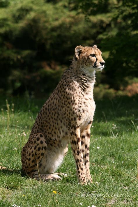 Der puma landet als einzige verbleibende raubkatze nordamerikas auf platz 8. Raubkatzen - Gepard