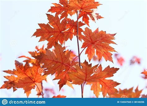 Red Maple Leaves In Autumn On Blue Sky Background Stock Image Image