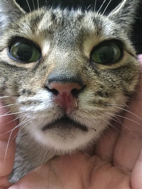 Similar Raw Red Marks On Cats Noses Page 3 Thecatsite