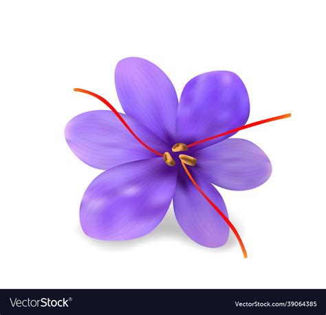 Realistic Fresh Purple Saffron Flower With Red Vector Image