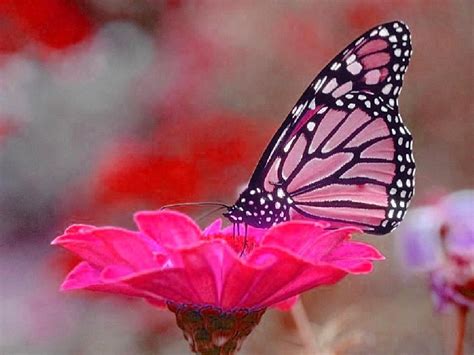 Pretty In Pink Butterfly Wallpaper Butterfly Pictures Flowers For