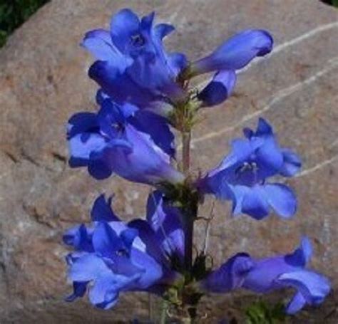 50 Penstemon Heterophyllus Blue Spring Flower Seeds