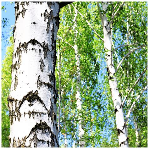 Buy 3 Silver Birch Tree 4ft Tall In 2l Pots Stunning Winter Colour